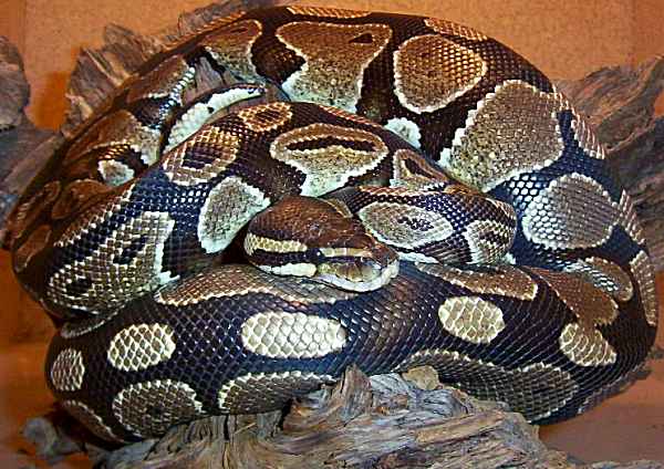 Python regius, samice č. 1