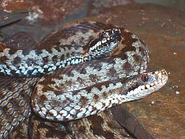 Vipera berus - zmije obecná - 1,1 (samec nahoře), Moravskoslezský kraj