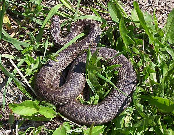 Vipera berus - zmije obecná - březí samice, Moravskoslezský kraj