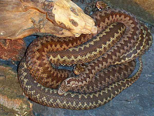 Vipera berus - zmije obecná - 3 březí samice, Moravskoslezský kraj