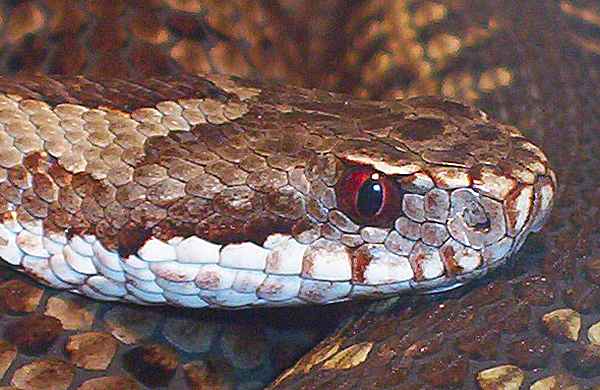 Vipera berus - zmije obecná - samice, detail hlavy, Moravskoslezský kraj