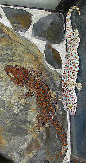 gekon obrovský - Gekko gecko, 2 samice
