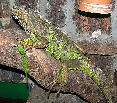 leguán zelený - Iguana iguana, samice