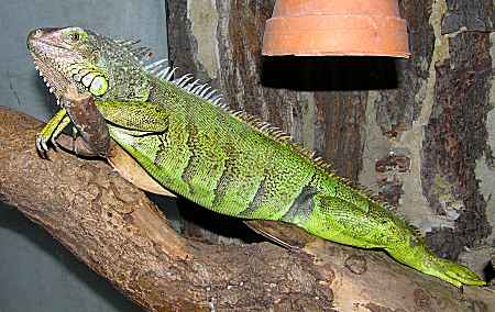 leguán zelený - Iguana iguana, samec